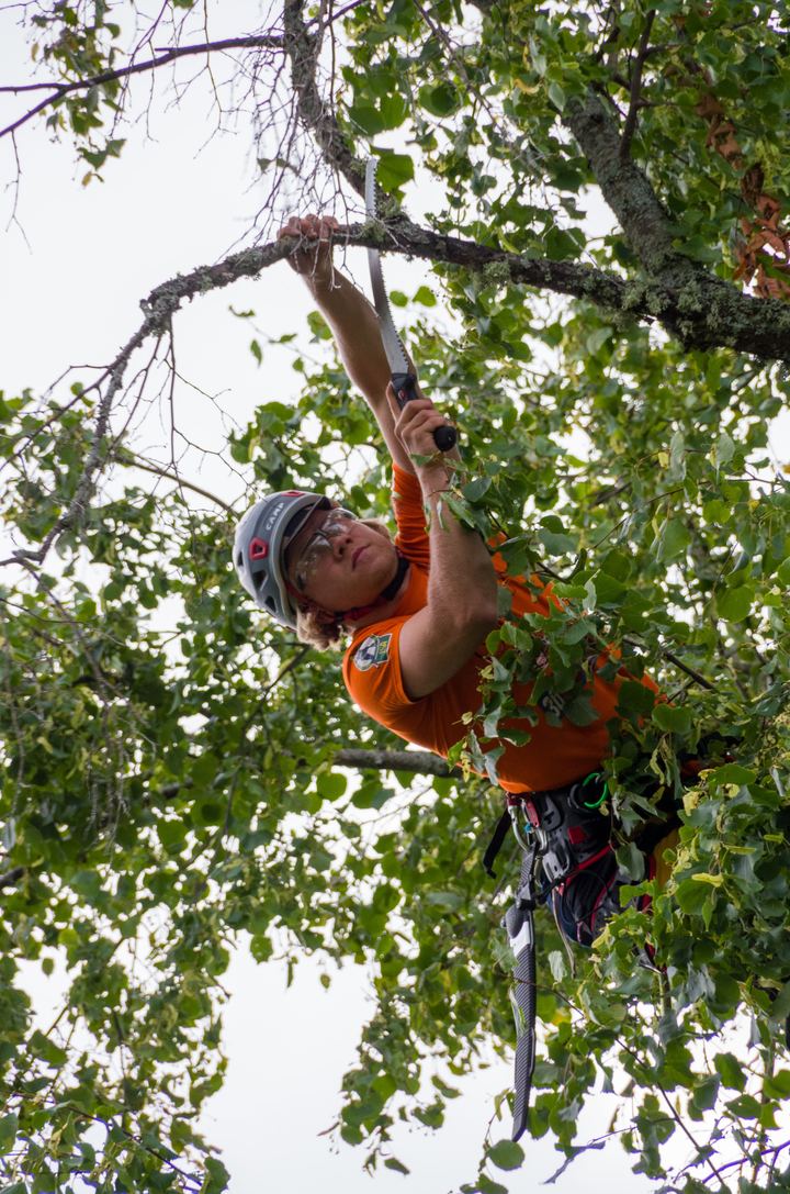 Arborist som kapar en gren sektion för sektion i ett träd, säkrad med klätterutrustning