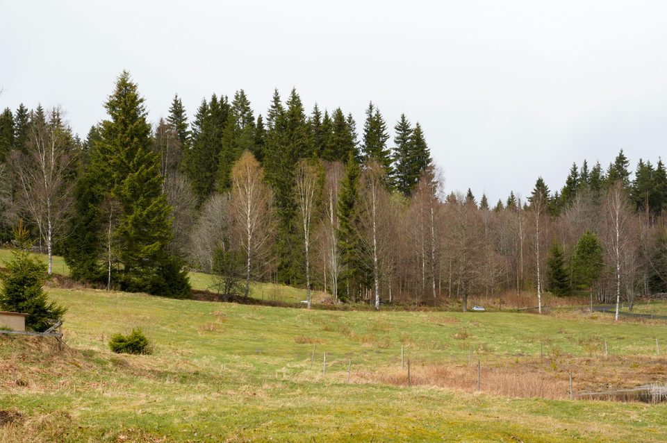Björkar och gran i skogsbryn, typiska trädslag i Linköpingstrakten